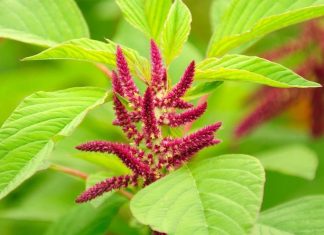 Amaranth (Horozibiği) Bitkisinin Faydaları Nelerdir?